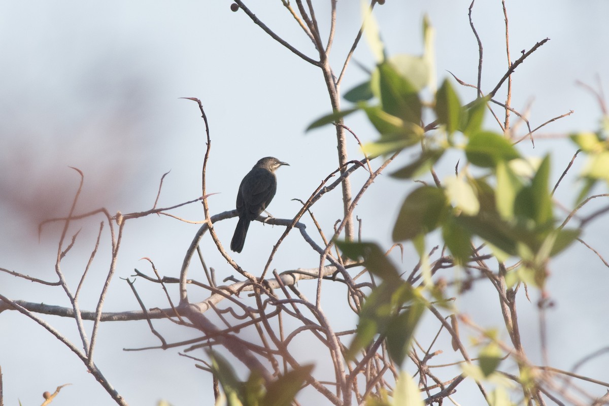 Kimberley Honeyeater - ML116211641