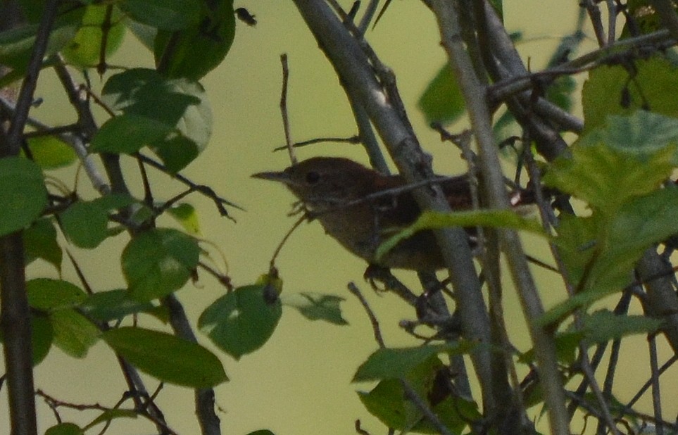 Northern House Wren - ML116212181