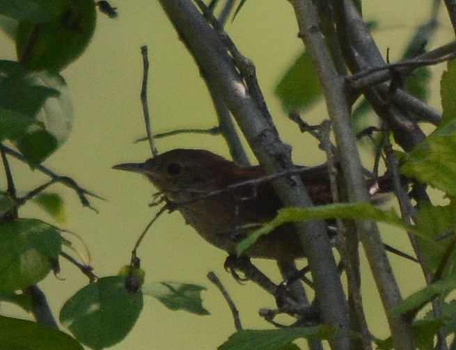 Northern House Wren - ML116212221