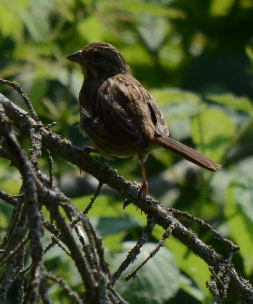 Song Sparrow - ML116212281