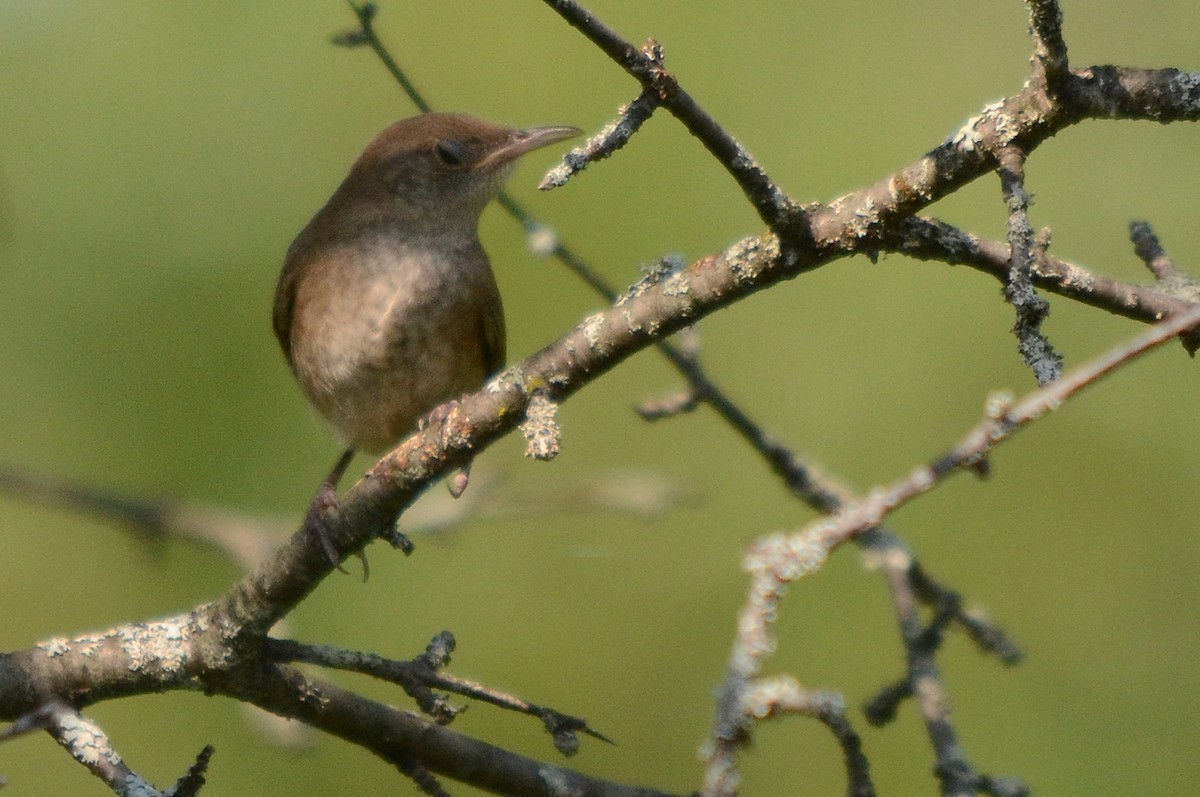 Northern House Wren - ML116212331