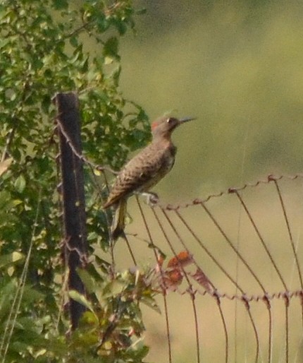 Northern Flicker - ML116212411