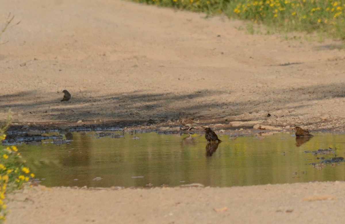 Field Sparrow - ML116212701