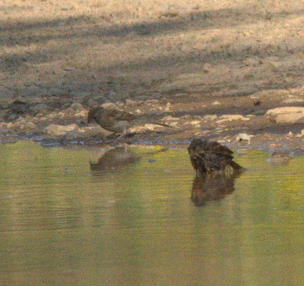 Field Sparrow - ML116212751
