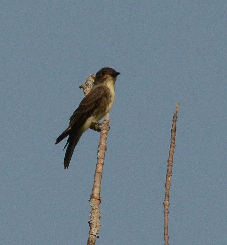 Eastern Phoebe - ML116212981
