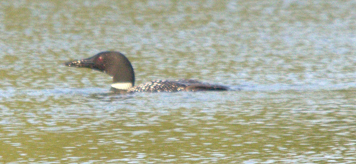 Common Loon - ML116213031