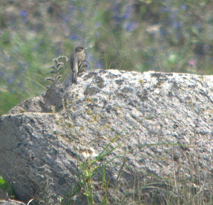 Eastern Wood-Pewee - ML116213061