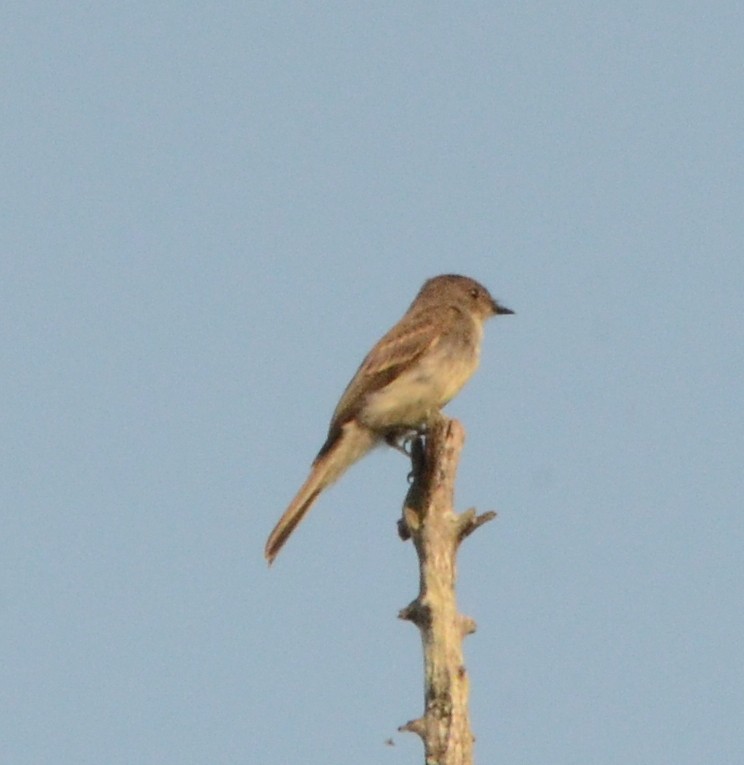 new world flycatcher sp. - ML116213181