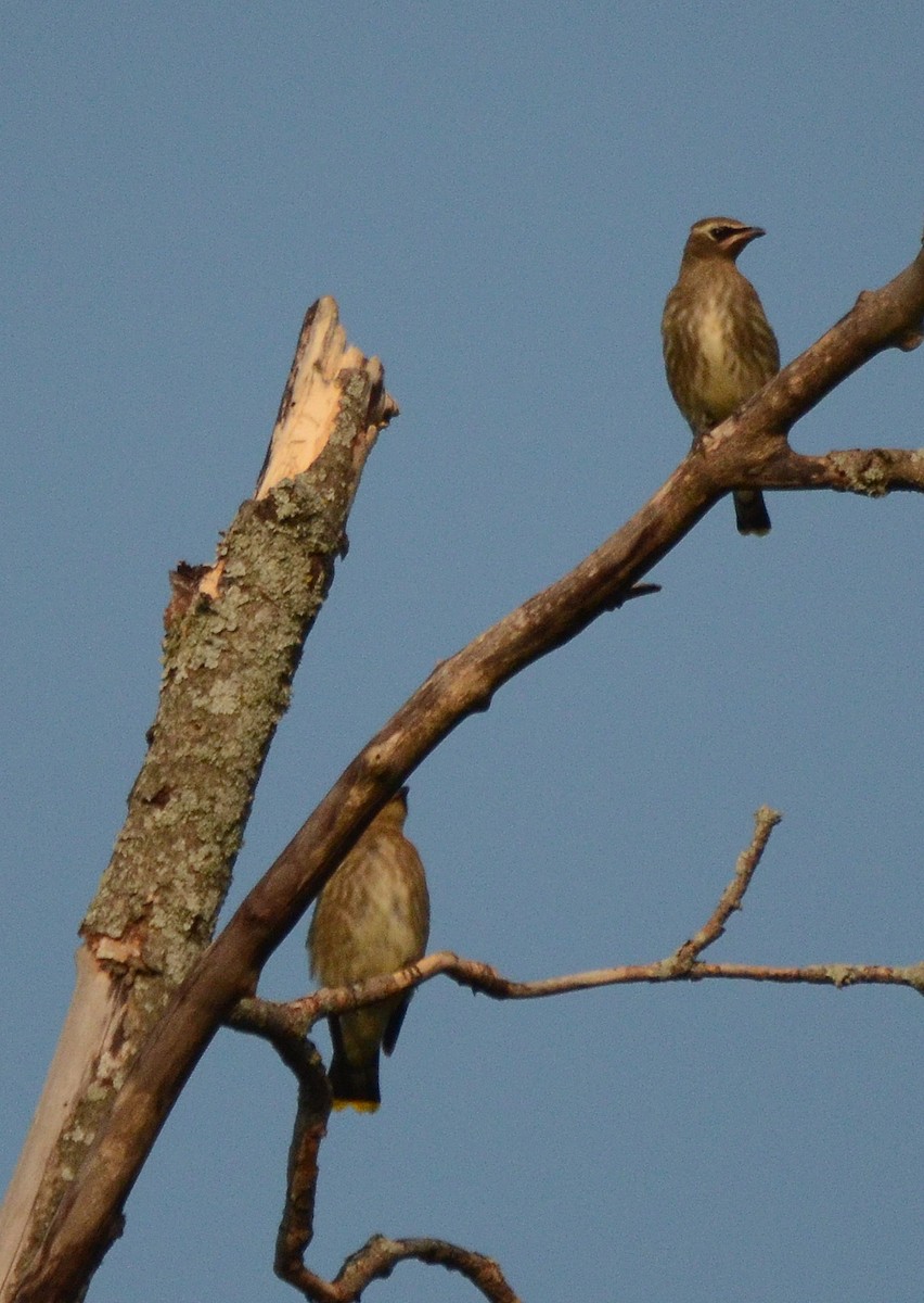 Cedar Waxwing - ML116213391