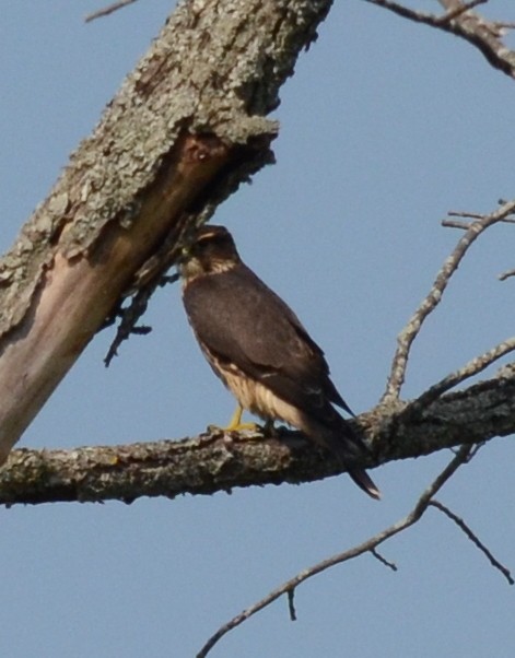 Merlin - ML116213701