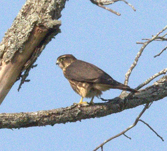 Merlin - ML116213711