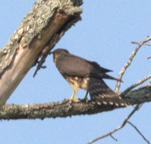 Merlin - ML116213721