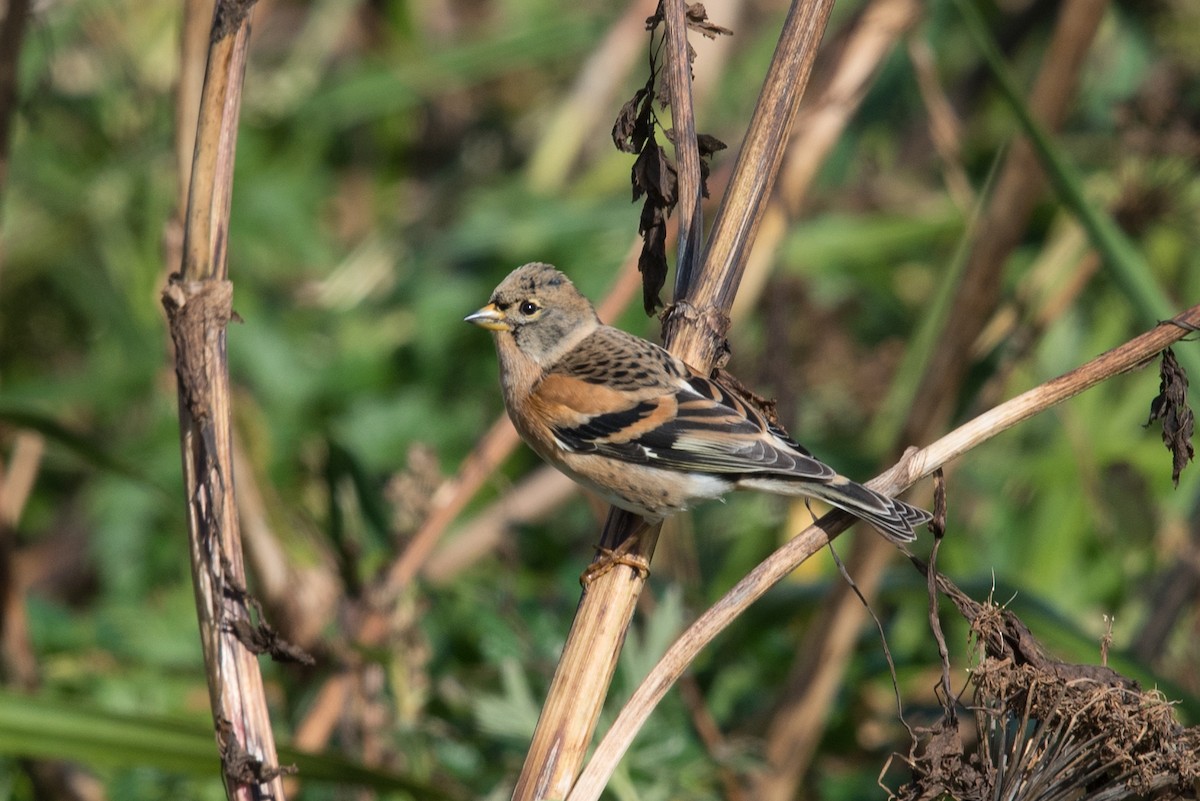 Brambling - ML116214071