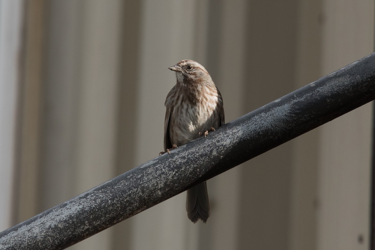 Song Sparrow - Aaron Lang