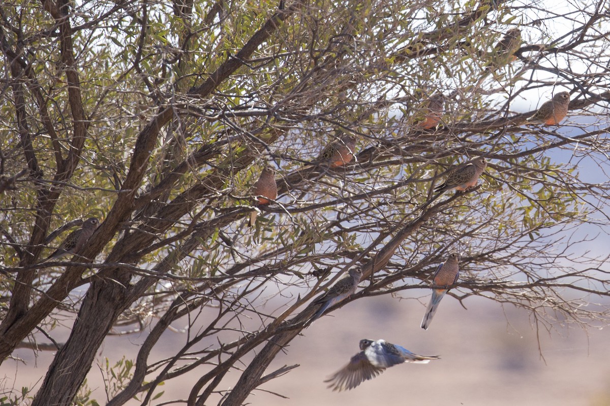 Bourke's Parrot - ML116214171