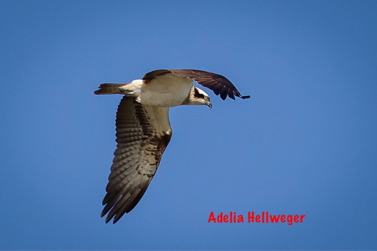 Osprey - ML116216921