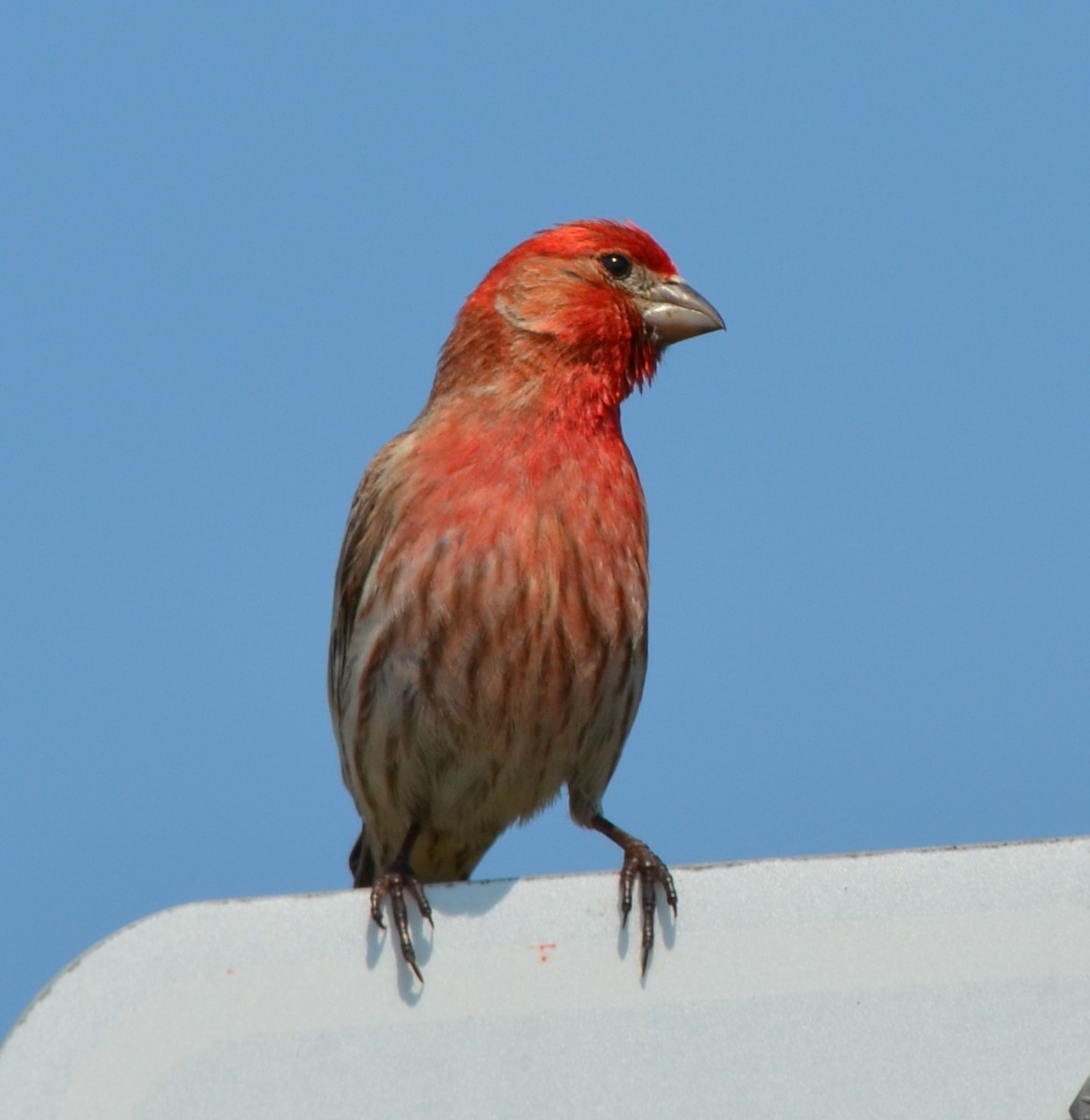 House Finch - ML116218571