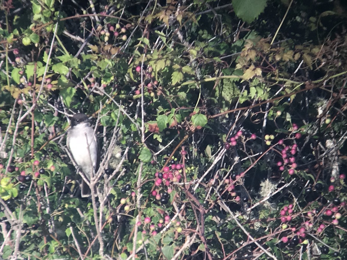 Eastern Kingbird - ML116221581