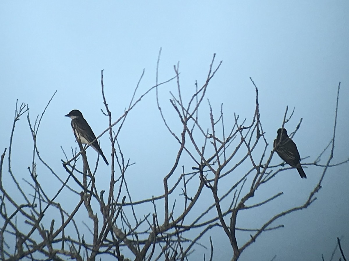 Eastern Kingbird - ML116221661