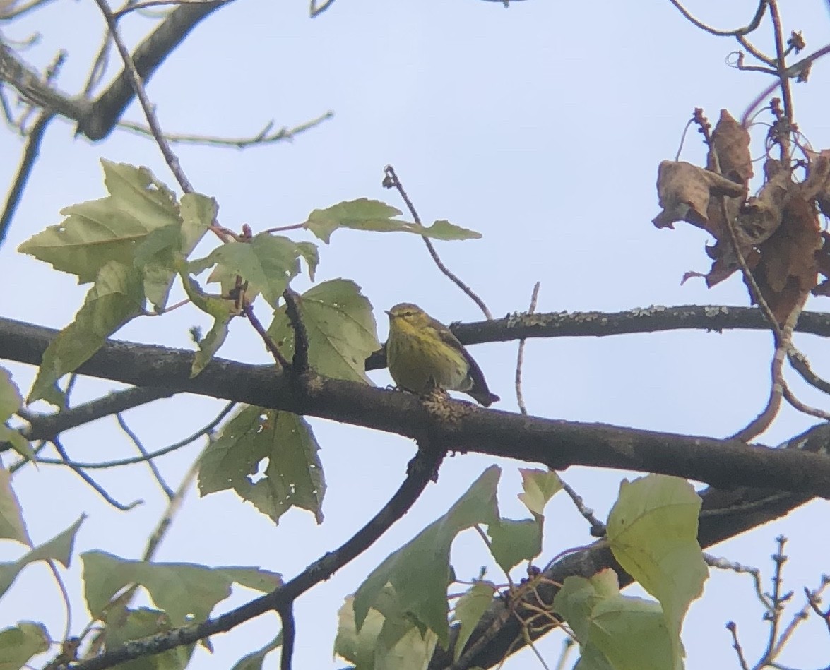 Cape May Warbler - Dylan Jackson