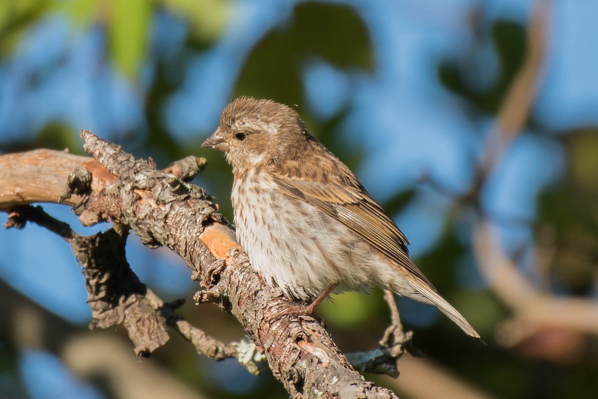 Purple Finch - ML116223741