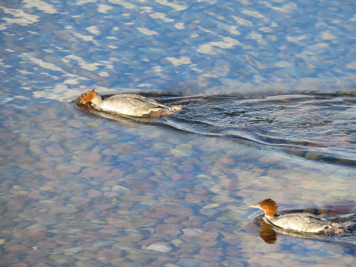 Common Merganser - Ann Tanner