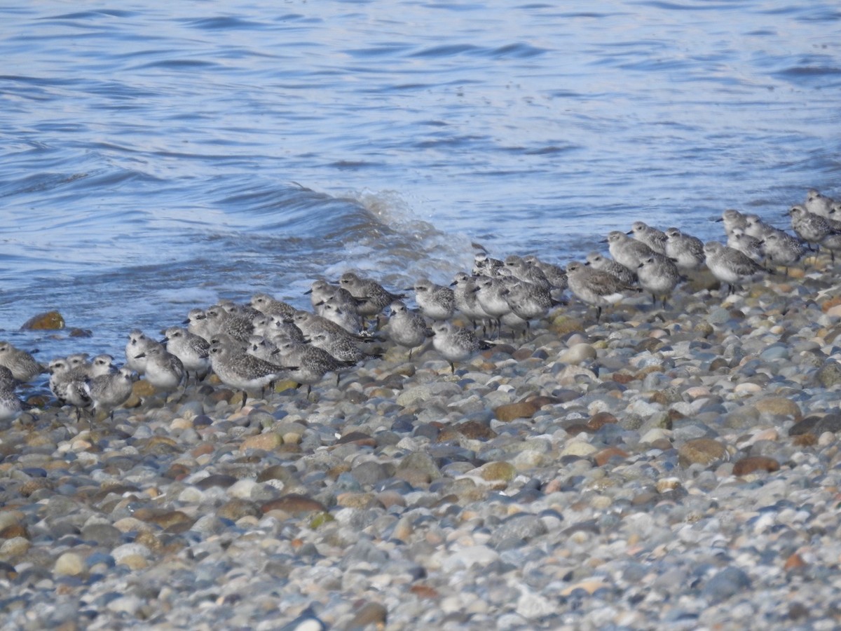 Black-bellied Plover - Pauline Sterin