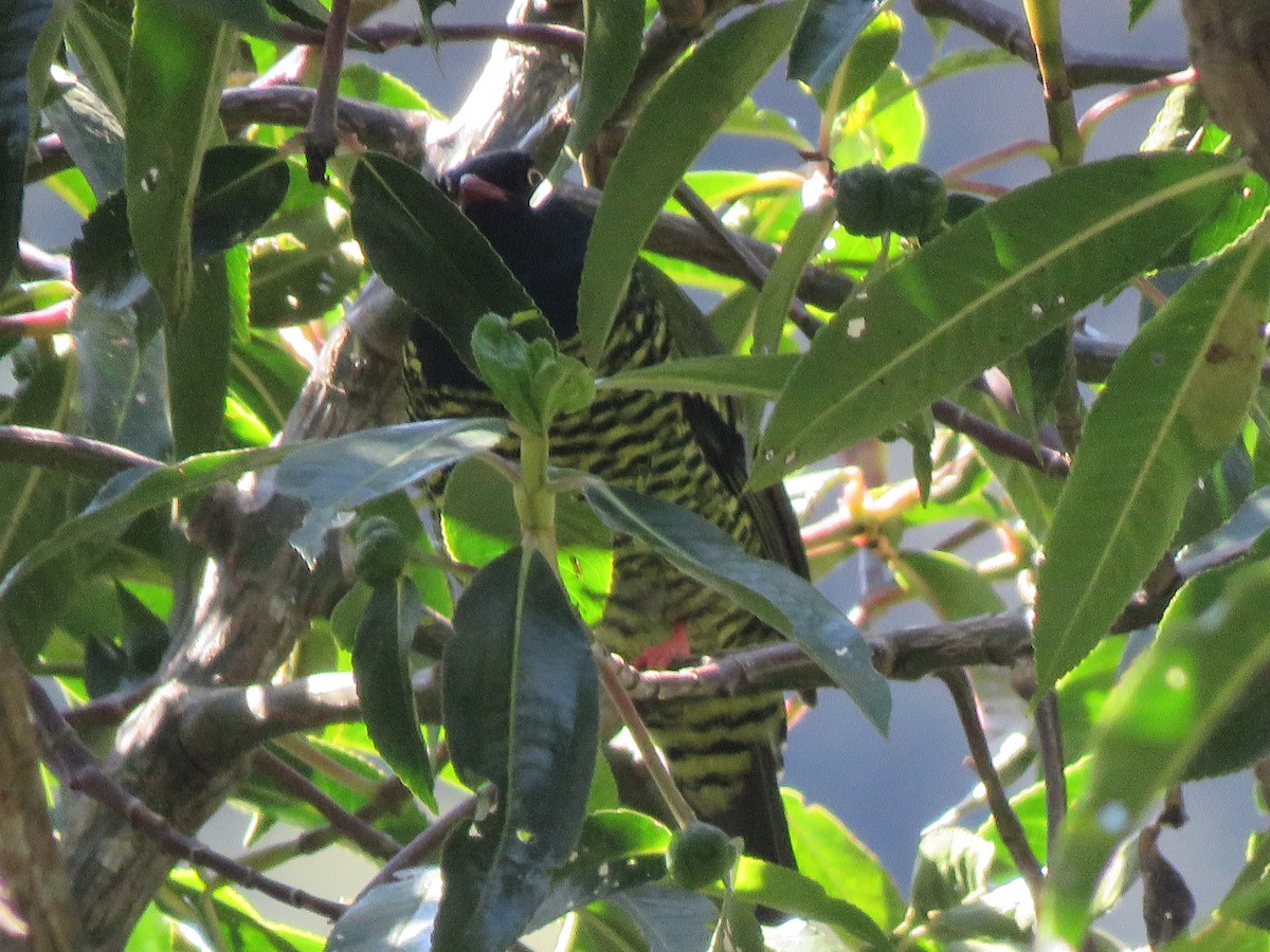 Barred Fruiteater - Yve Morrell