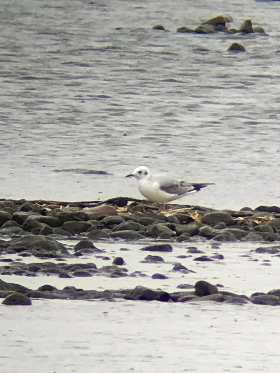 Bonaparte's Gull - ML116228101