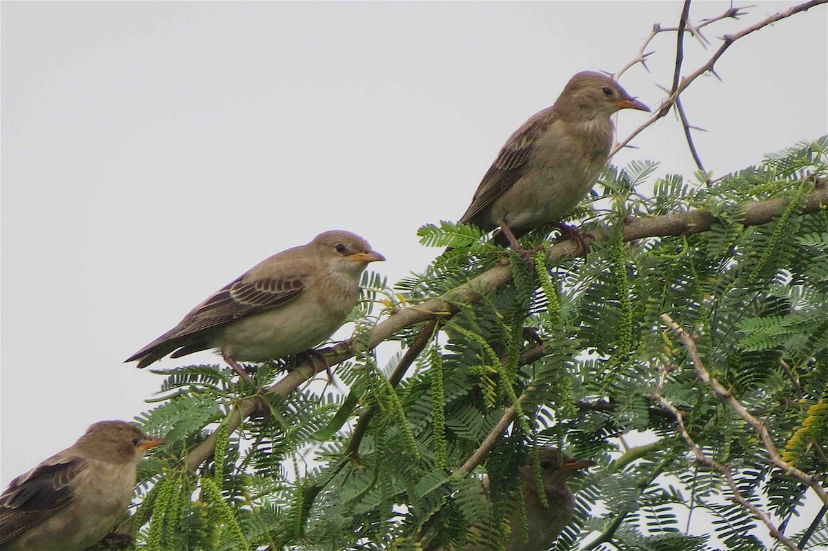 Rosy Starling - ML116230761