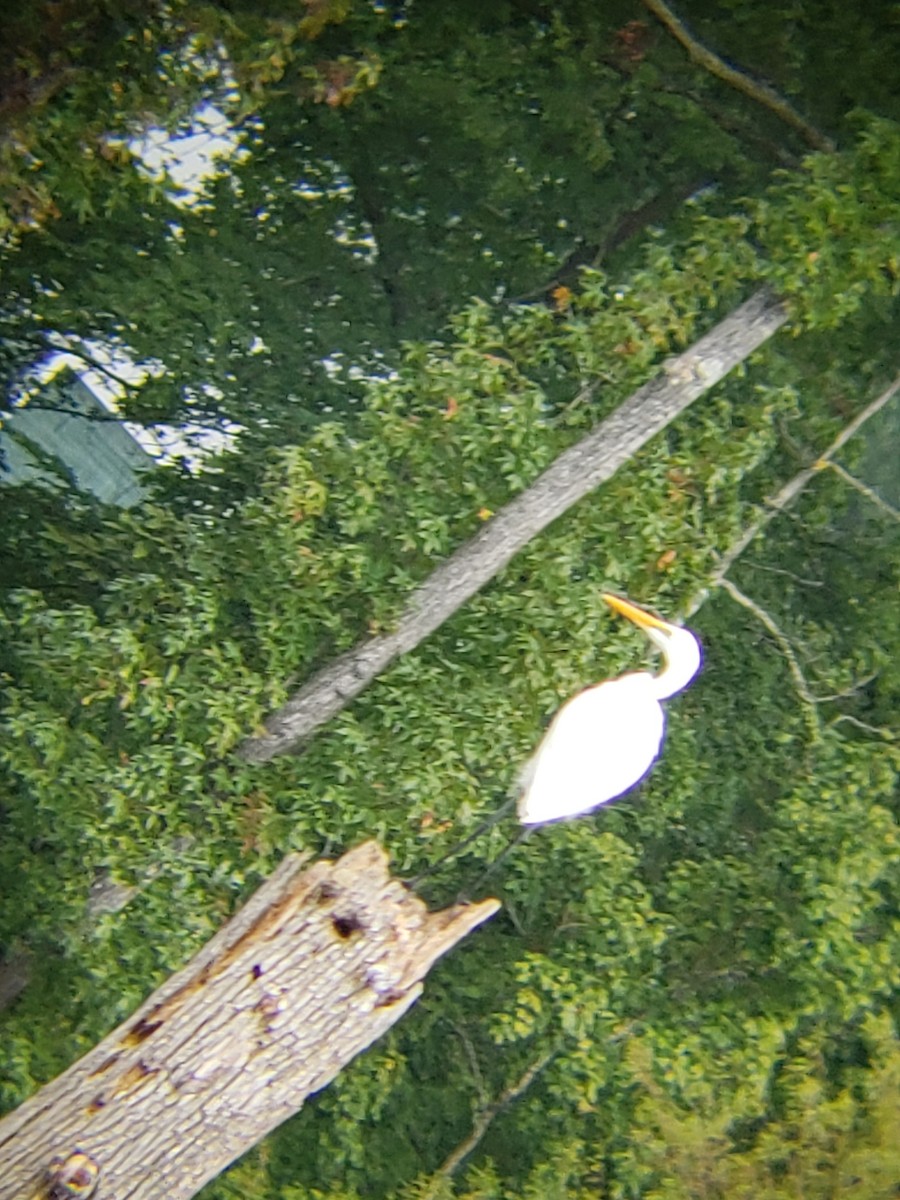 Great Egret - ML116231121