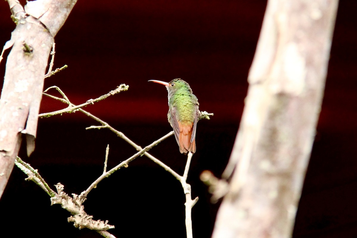 Rufous-tailed Hummingbird - ML116231381
