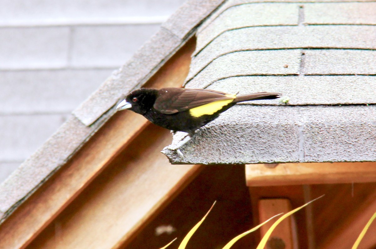 Flame-rumped Tanager - ML116231611