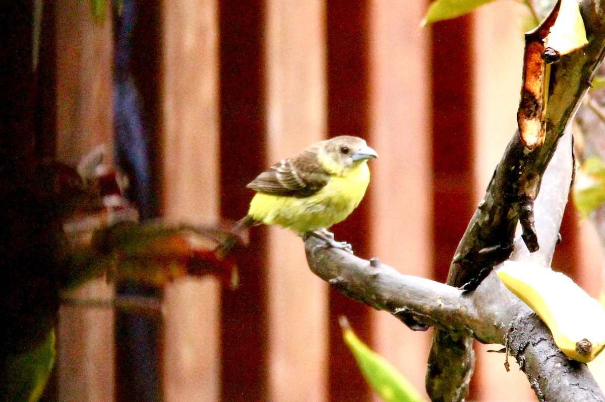 Flame-rumped Tanager - ML116231621