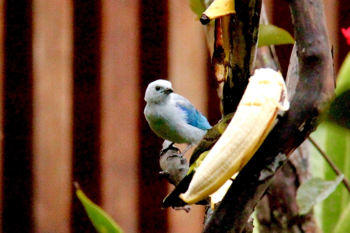 Blue-gray Tanager - ML116231671