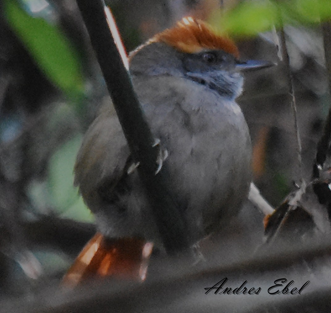 Rufous-capped Spinetail - ML116231681