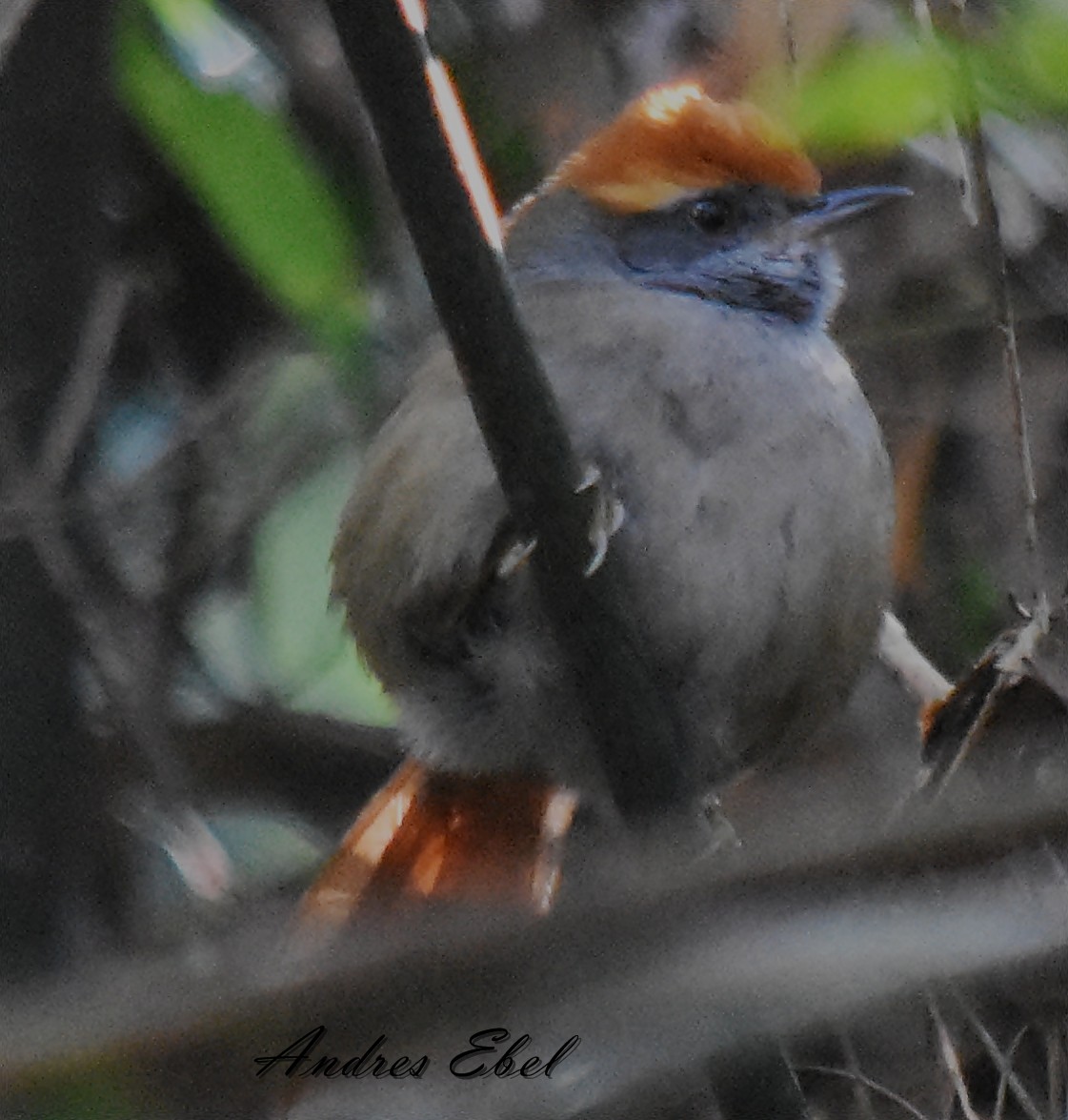 Rufous-capped Spinetail - ML116231691
