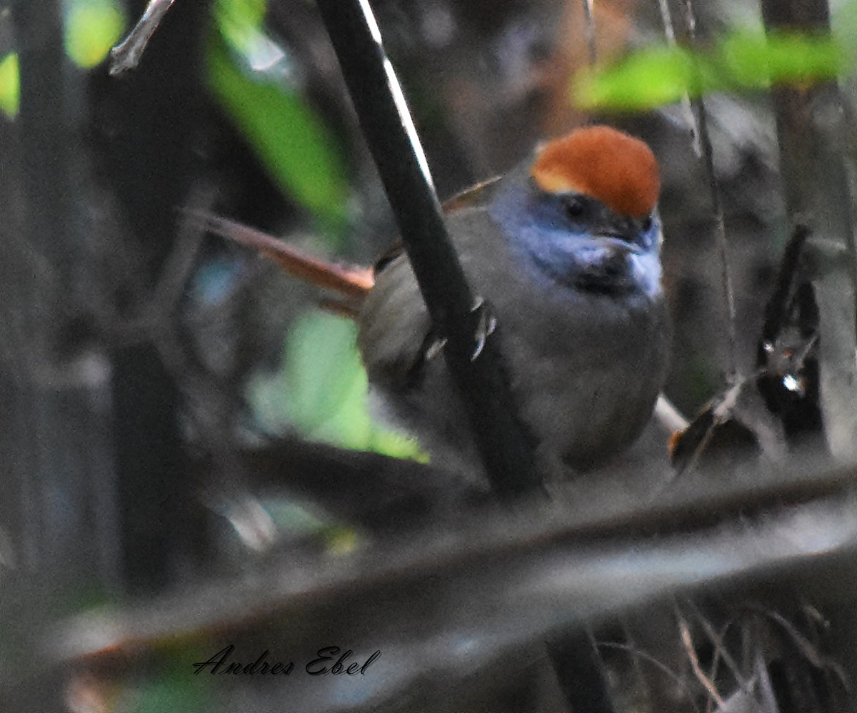 Rufous-capped Spinetail - ML116231711