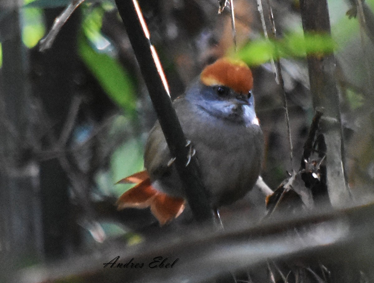 Rufous-capped Spinetail - ML116231721