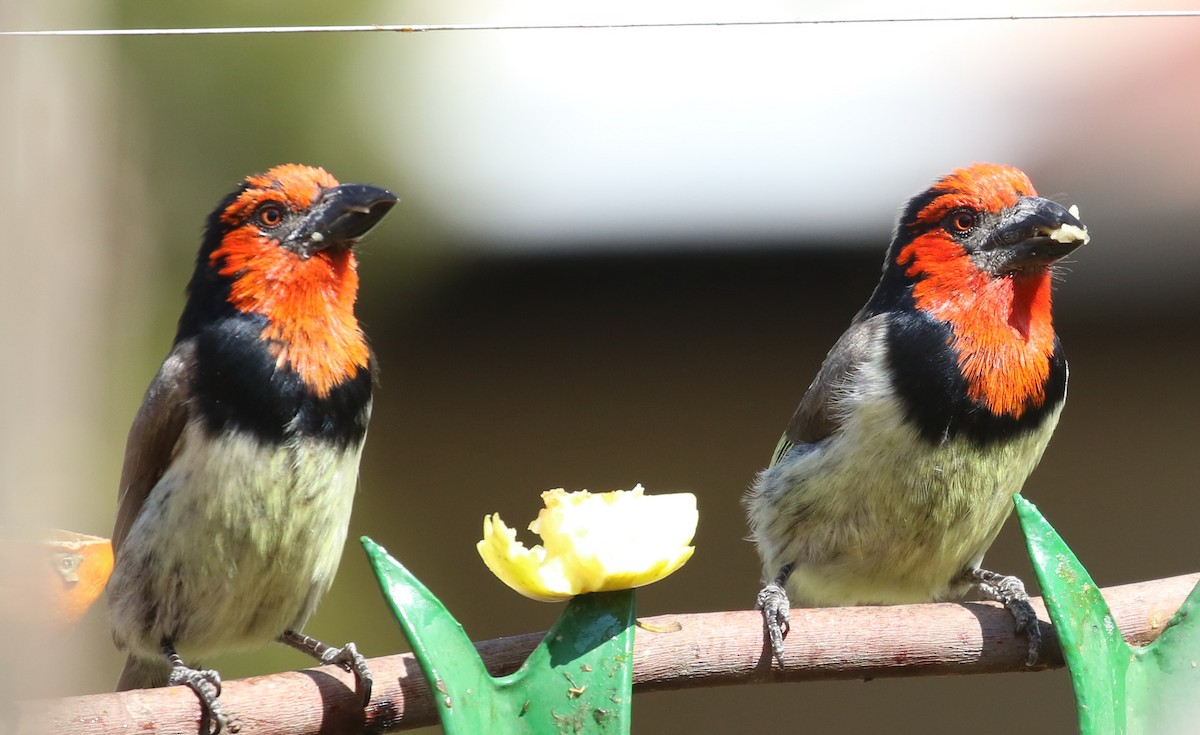 Kara Kolyeli Barbet - ML116231731