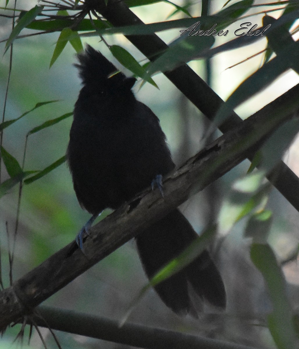 Tufted Antshrike - ML116232361