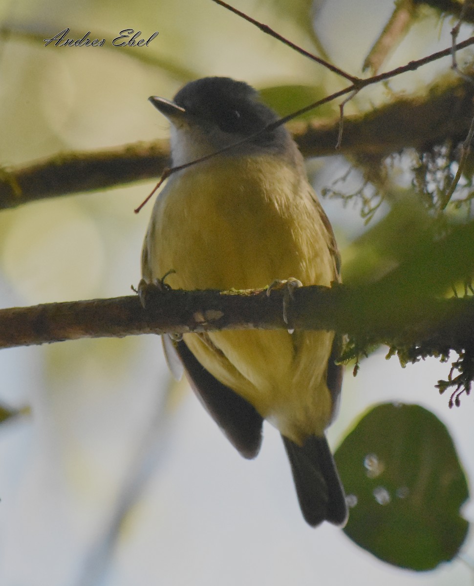 Plain Antvireo - ML116232441