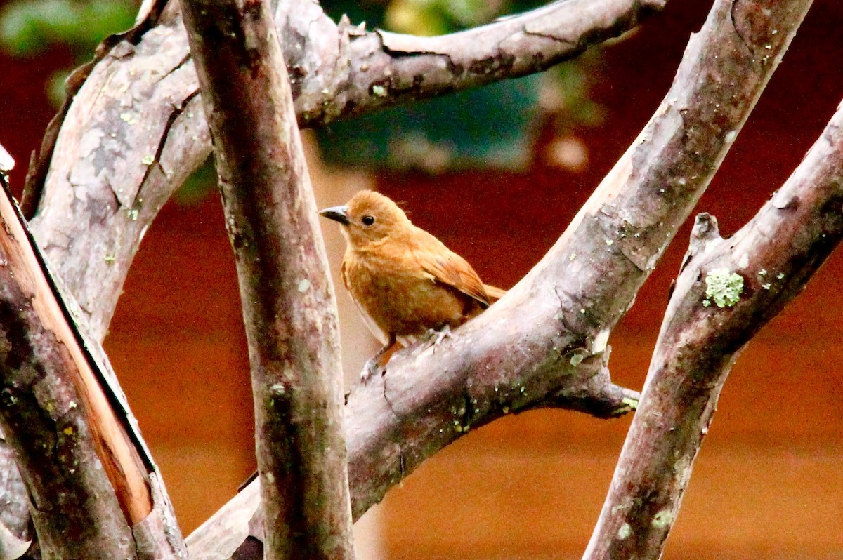 White-lined Tanager - ML116234271