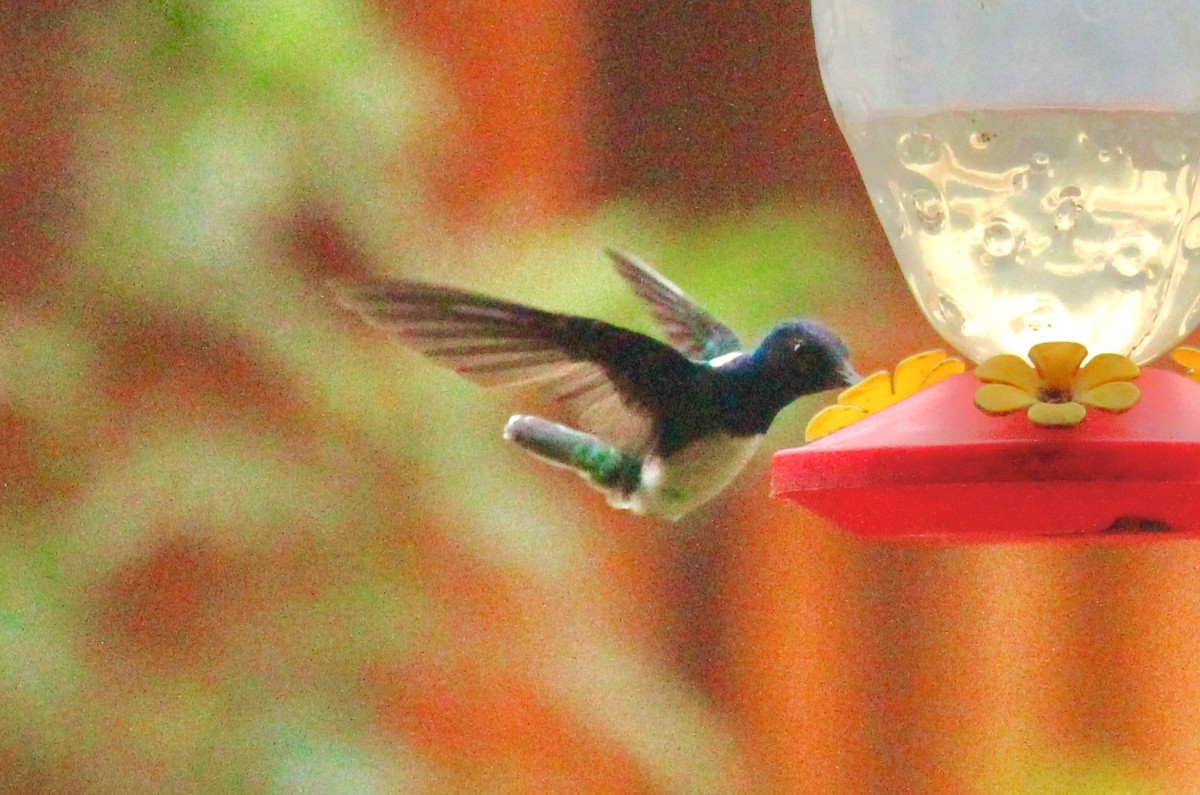 White-necked Jacobin - ML116235631