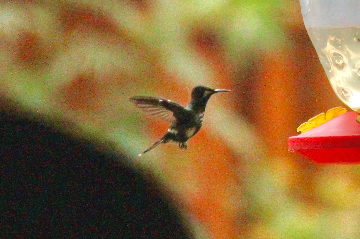 Green Thorntail - ML116236591