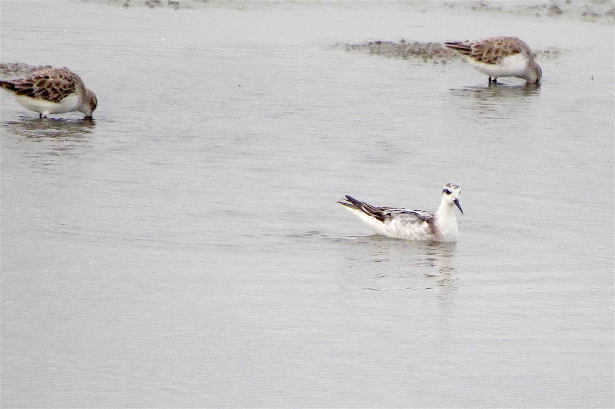 Red-necked Phalarope - ML116236681