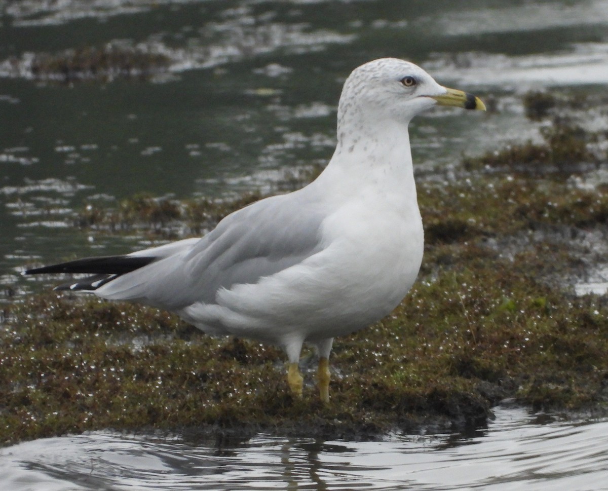 Ring-billed Gull - inga schmidt