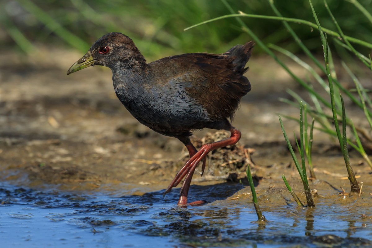 Black Crake - ML116238101