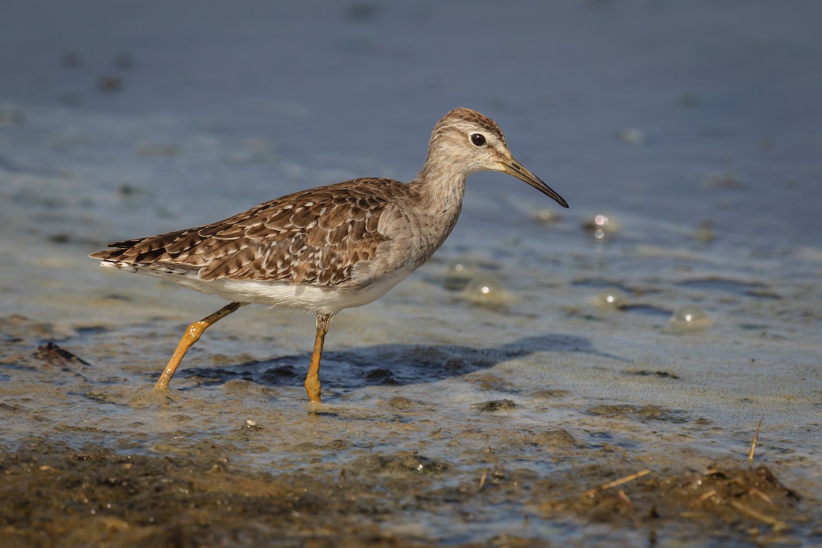 Wood Sandpiper - ML116238671