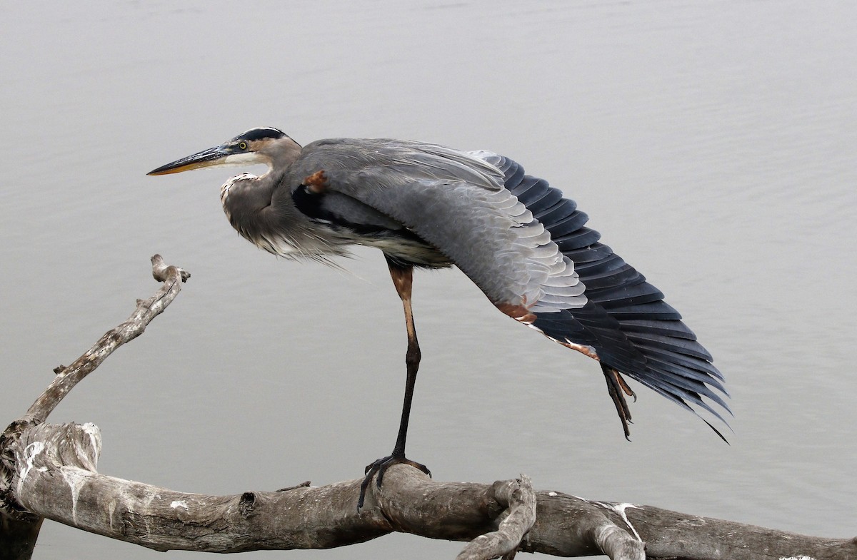 Great Blue Heron - Ella Pennington